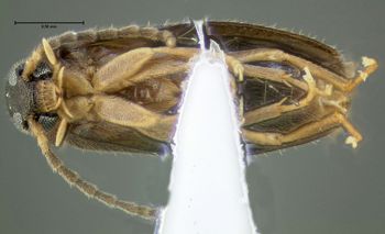 Media type: image;   Entomology 611219 Aspect: habitus ventral view
